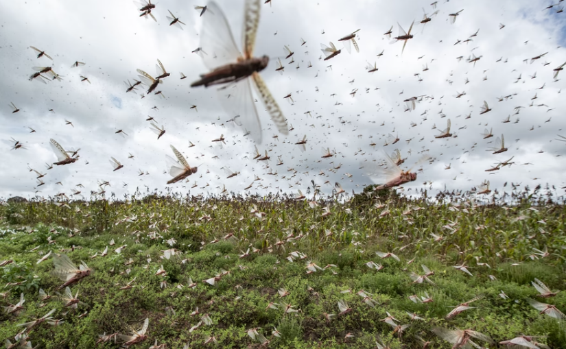 Swarms of desert locusts fly into the air from crops in Katitika village, in Kitui county, Kenya, on January 24, 2020. # Ben Curtis / AP